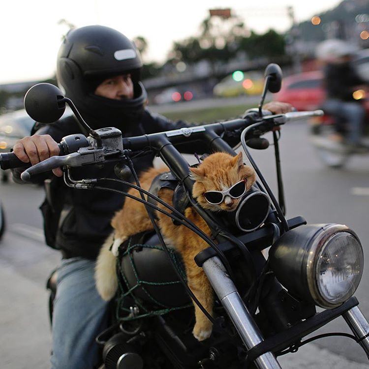 Cat on motorcycle 1 | Epics Academy